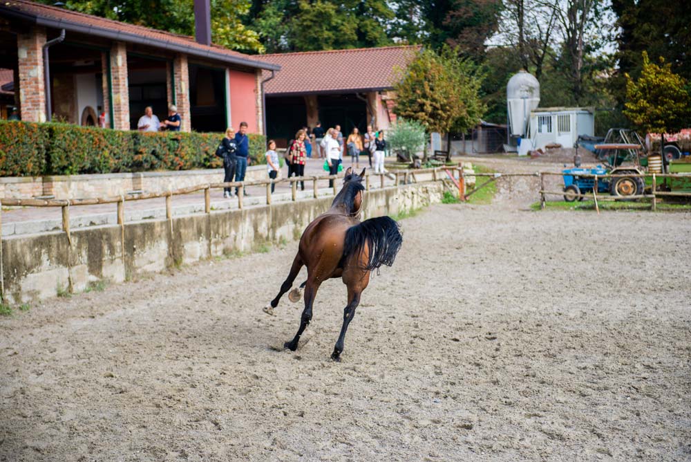 cavallo che corre